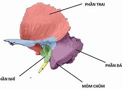 Thái Dương Ở Đâu Trên Cơ Thể